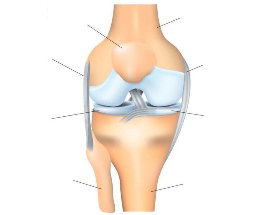 struktura kolenskega sklepa